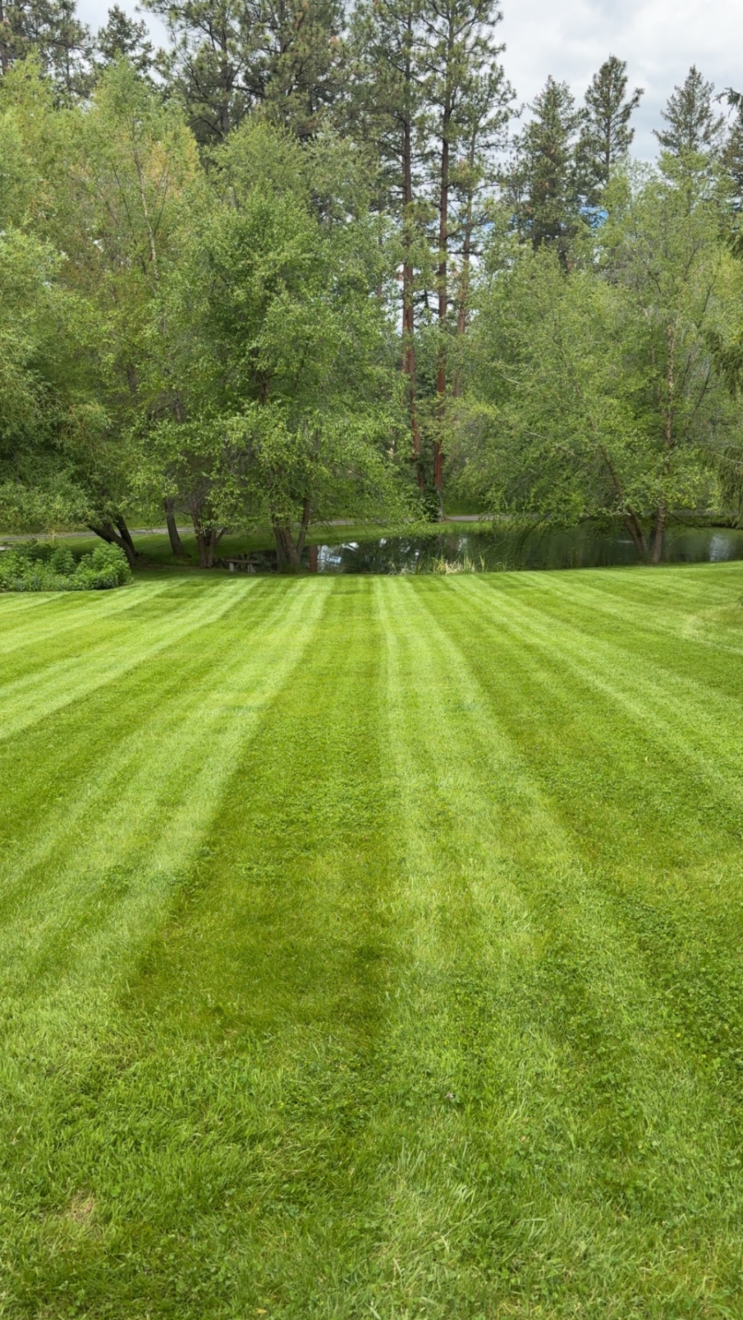 Freshly mowed lawn with clean stripes near a pond