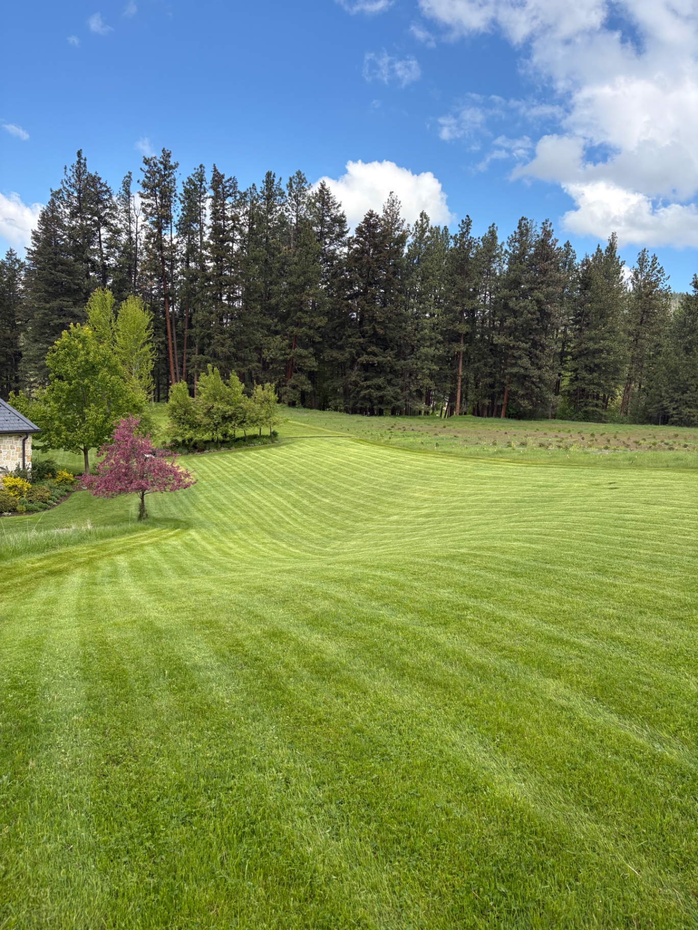 Manicured lawn on a sunny day with surrounding pines